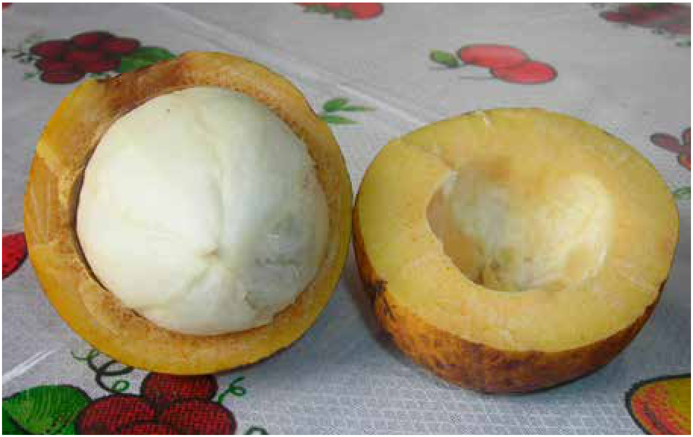 Frutas nativas chegam à merenda, mas a biodiversidade segue pouco aproveitada 2 Bacuri aberto, com a polpa branca à mostra. Comum no Pará e no Maranhão, o fruto está na lista de 94 espécies nativas da sociobiodiversidade de valor alimentício em vigor desde 2021.