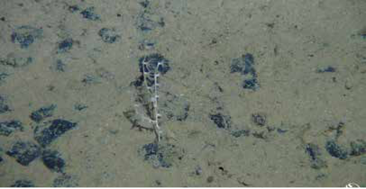 Coral fixado sobre nódulo de manganês na zona Clarion-Clipperton. Esses nódulos servem de base para parte da fauna do mar profundo, que se regenera muito lentamente.