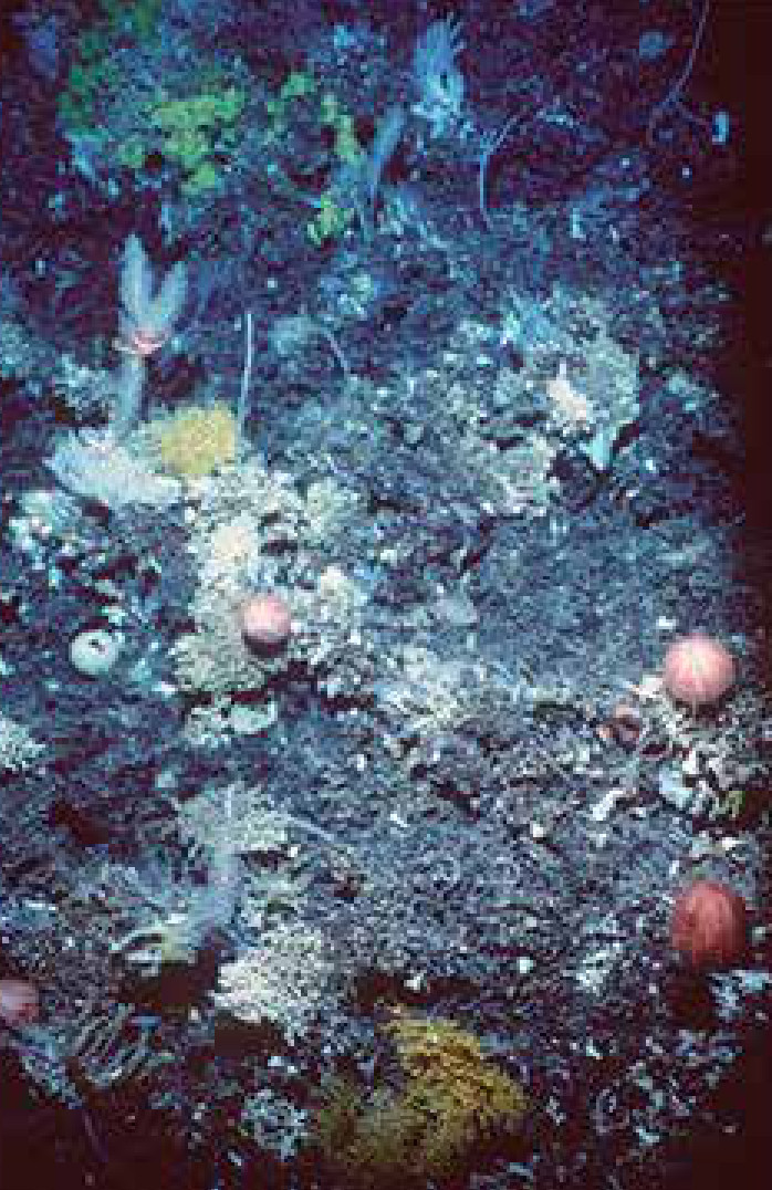 Monte submarino sem arrasto, coberto de corais e outros organismos, entre 1.000 e 2.000 metros de profundidade.
