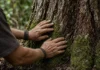 Maior fundo tropical do mundo já tem cerca de R$ 36,6 bilhões, mas ainda falta meta para destravar doação da Noruega e pagar conservação na Amazônia