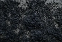 Cientistas analisam fungos negros de Chernobyl e descobrem segredo que tornará viagens espaciais possíveis França