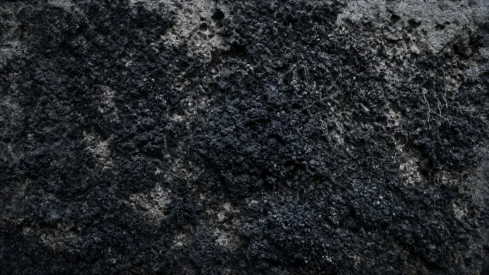 fungo-negro-chernobyl-escudo-espacial-jpg