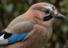 O pássaro de asas azuis que quase ninguém ouviu cantar: gaio-dos-carvalhos imita outros sons e alerta toda a floresta quando percebe algum perigo