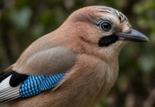 O pássaro de asas azuis que quase ninguém ouviu cantar: gaio-dos-carvalhos imita outros sons e alerta toda a floresta quando percebe algum perigo