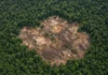 Garimpo ilegal avança em unidades de conservação do Xingu: 832 hectares derrubados só na Flona Altamira entre 2016 e 2025
