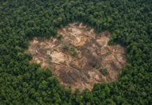 Garimpo ilegal avança em unidades de conservação do Xingu: 832 hectares derrubados só na Flona Altamira entre 2016 e 2025