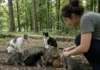 Voluntários salvam 10 de 11 gatos abandonados no bosque, e mãe e filhotes se reencontram