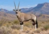 Um antílope africano se espalhou pelo deserto americano, e o clima pode abrir ainda mais espaço para ele