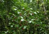 Quando plantaram goiabeiras de morango no Havaí para encher a mesa da população, a árvore se espalhou por dois séculos engolindo a floresta nativa e agora drones voam soltando insetos que devoram as folhas para frear a invasão