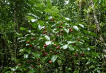 Quando plantaram goiabeiras de morango no Havaí para encher a mesa da população, a árvore se espalhou por dois séculos engolindo a floresta nativa e agora drones voam soltando insetos que devoram as folhas para frear a invasão