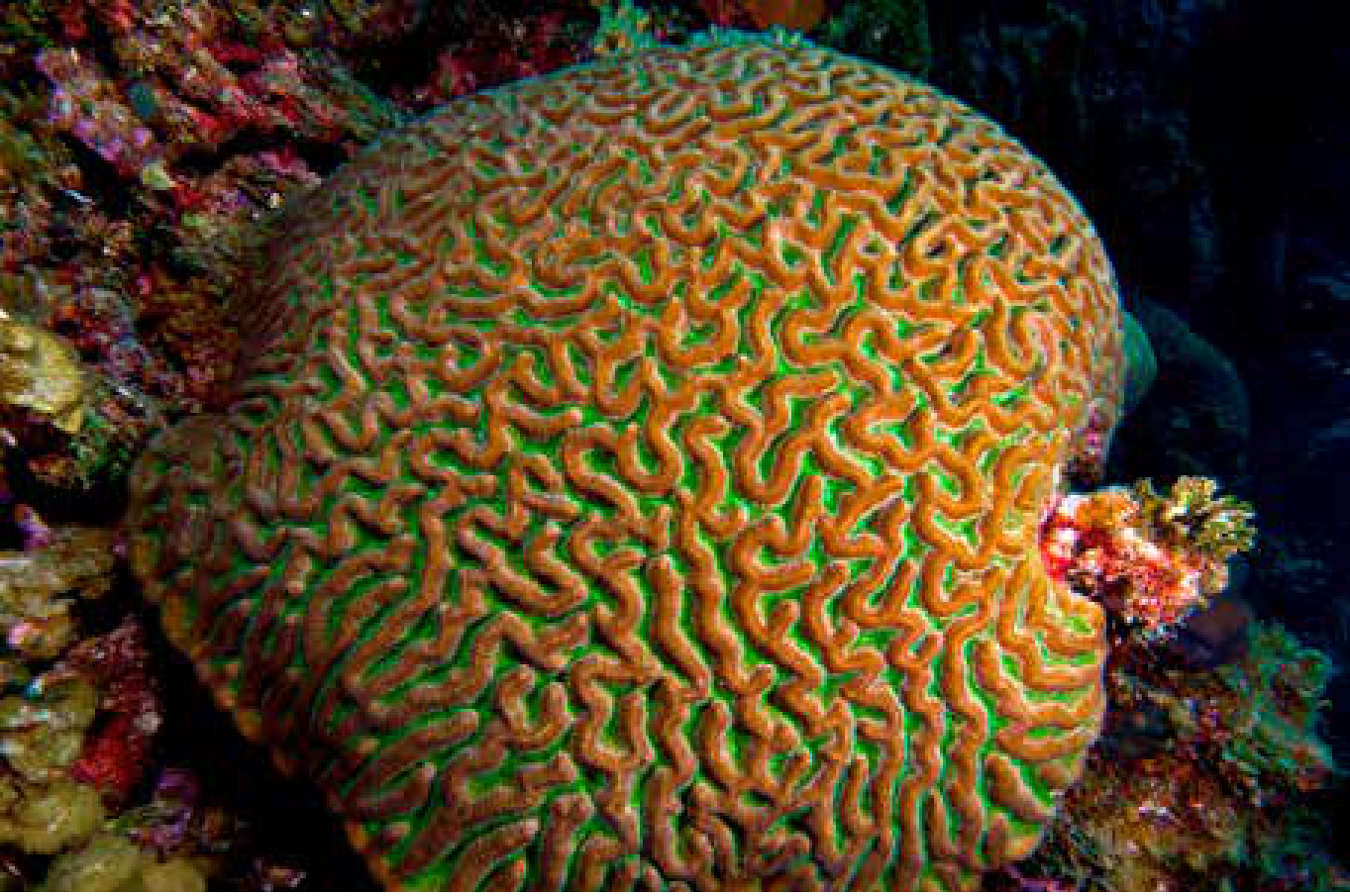 Colônia saudável de Colpophyllia natans, um dos dois corais-cérebro do Caribe testados no experimento. A cor vem das microalgas que vivem dentro dos tecidos do animal.