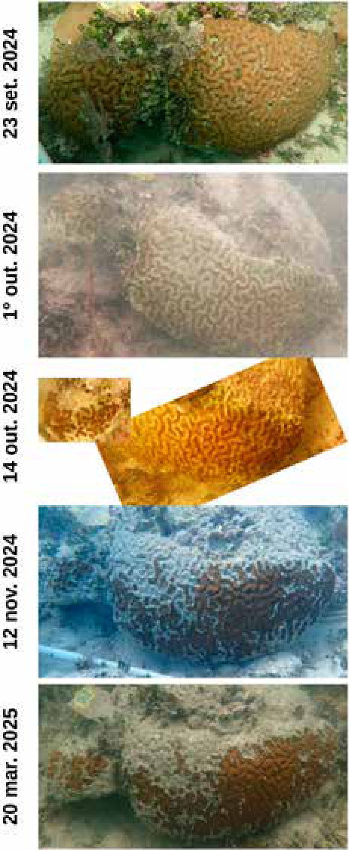 Colônia de Colpophyllia natans arrancada do fundo pela tempestade tropical Helene, em setembro de 2024. Ela rolou cerca de 30 metros e parou de cabeça para baixo, com as cristas raspadas. Recolocada no lugar, refez o tecido em duas semanas.