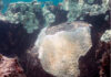 Guarda-sóis submarinos reduzem o branqueamento de corais na Flórida Coral-cérebro branqueado nas Florida Keys