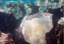 Guarda-sóis submarinos reduzem o branqueamento de corais na Flórida Coral-cérebro branqueado nas Florida Keys