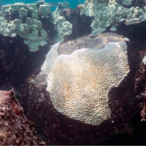 Guarda-sóis submarinos reduzem o branqueamento de corais na Flórida Coral-cérebro branqueado nas Florida Keys