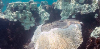 Guarda-sóis submarinos reduzem o branqueamento de corais na Flórida Coral-cérebro branqueado nas Florida Keys