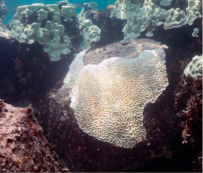 Guarda-sóis submarinos reduzem o branqueamento de corais na Flórida Coral-cérebro branqueado nas Florida Keys