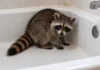 Moradora acordou e encontrou um guaxinim encolhido na banheira, enquanto uma obra no alto da casa oferecia uma pista sobre o visitante inesperado