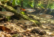 Quando a comida aparecia por pouco tempo, estes peixes faziam algo curioso: procuravam mais companhia