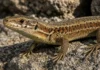Lagartixa mediterrânea caça formigas em muralha fria e sustenta a única colônia natural do país, na Holanda