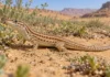 Lagarto conhecido apenas por exemplares de museu reapareceu após mais de um século em uma paisagem árida e mudou o mapa da espécie na Argélia