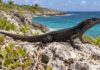 De menos de 100 para mais de 1.600: o lagarto ameaçado que recuperou espaço em uma pequena ilha do Caribe após um furacão devastador em 2018