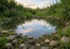 Com a pá emprestada do pai, a garota de quatorze anos cavou um lago no quintal e, nove anos depois, rãs, insetos e pássaros transformaram o buraco em um ecossistema que respira sozinho