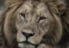 Leão retirado de zoológico se recupera, mas ainda não lembra o rei dos animais
