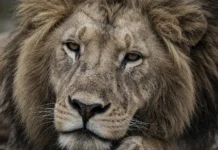 Leão retirado de zoológico se recupera, mas ainda não lembra o rei dos animais