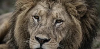 Leão retirado de zoológico se recupera, mas ainda não lembra o rei dos animais