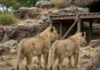 Zoológico transfere três leões machos e recebe duas leoas de 3 anos; mudança tem um objetivo especial e pode resultar em filhotes