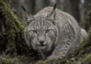 Lince-euroasiático raro é flagrado à espreita em floresta da Sérvia, e registro confirma presença do felino em área montanhosa preservada