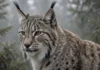 Lince-euroasiático raro é fotografado na montanha de Golija, na Sérvia, e moradores dizem que encontros com o felino estão ficando mais frequentes