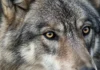 Lobos já formam 11 matilhas e atacam rebanhos; menino de 6 anos é mordido e quase arrastado, na Holanda