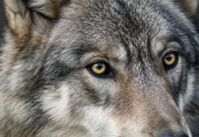 Lobos já formam 11 matilhas e atacam rebanhos; menino de 6 anos é mordido e quase arrastado, na Holanda