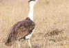 Ave rara é salva da extinção com filhotes nascidos no deserto da Índia