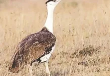 Ave rara é salva da extinção com filhotes nascidos no deserto da Índia