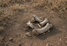 A morte de um elefante deixa cicatriz no solo por anos, revela estudo: carcaça de até 6 toneladas modifica a terra em uma área de 80 metros quadrados
