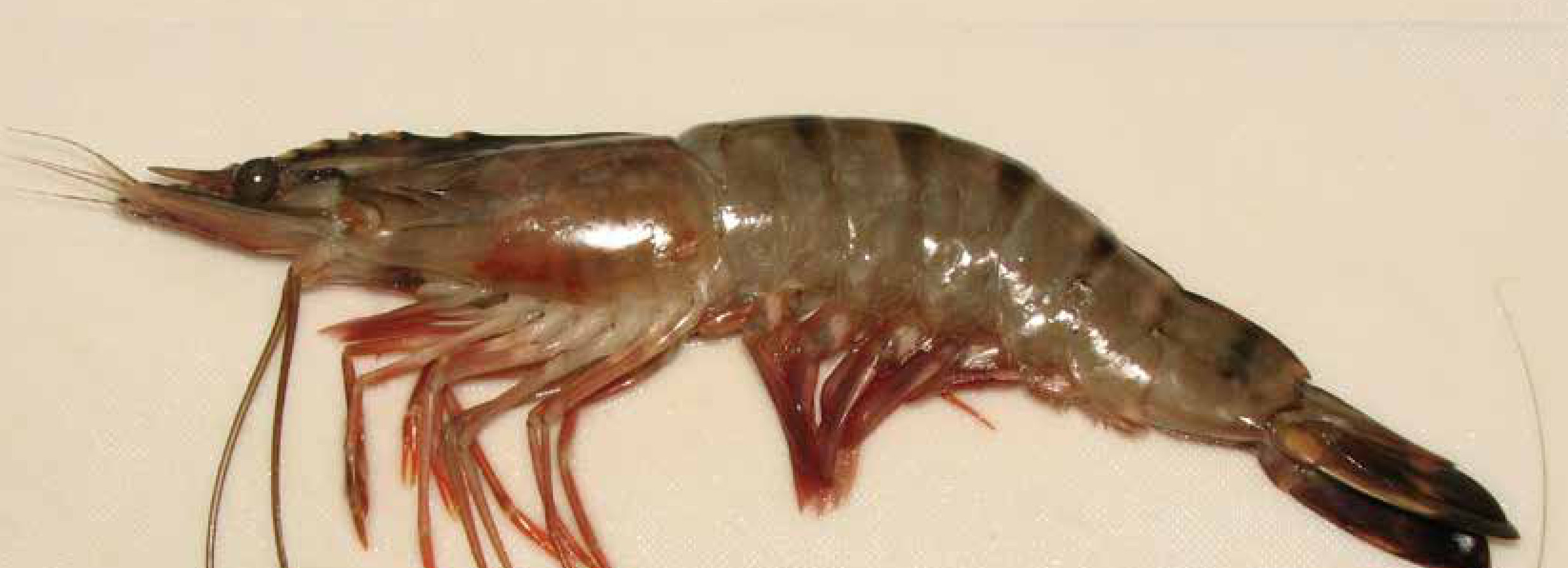 Mar que sobe abre caminho para espécies marinhas invasoras 2 Camarão-tigre-asiático (Penaeus monodon), espécie do Indo-Pacífico criada em aquicultura. Exemplares já foram capturados por pescadores artesanais em reservas extrativistas do nordeste do Pará.