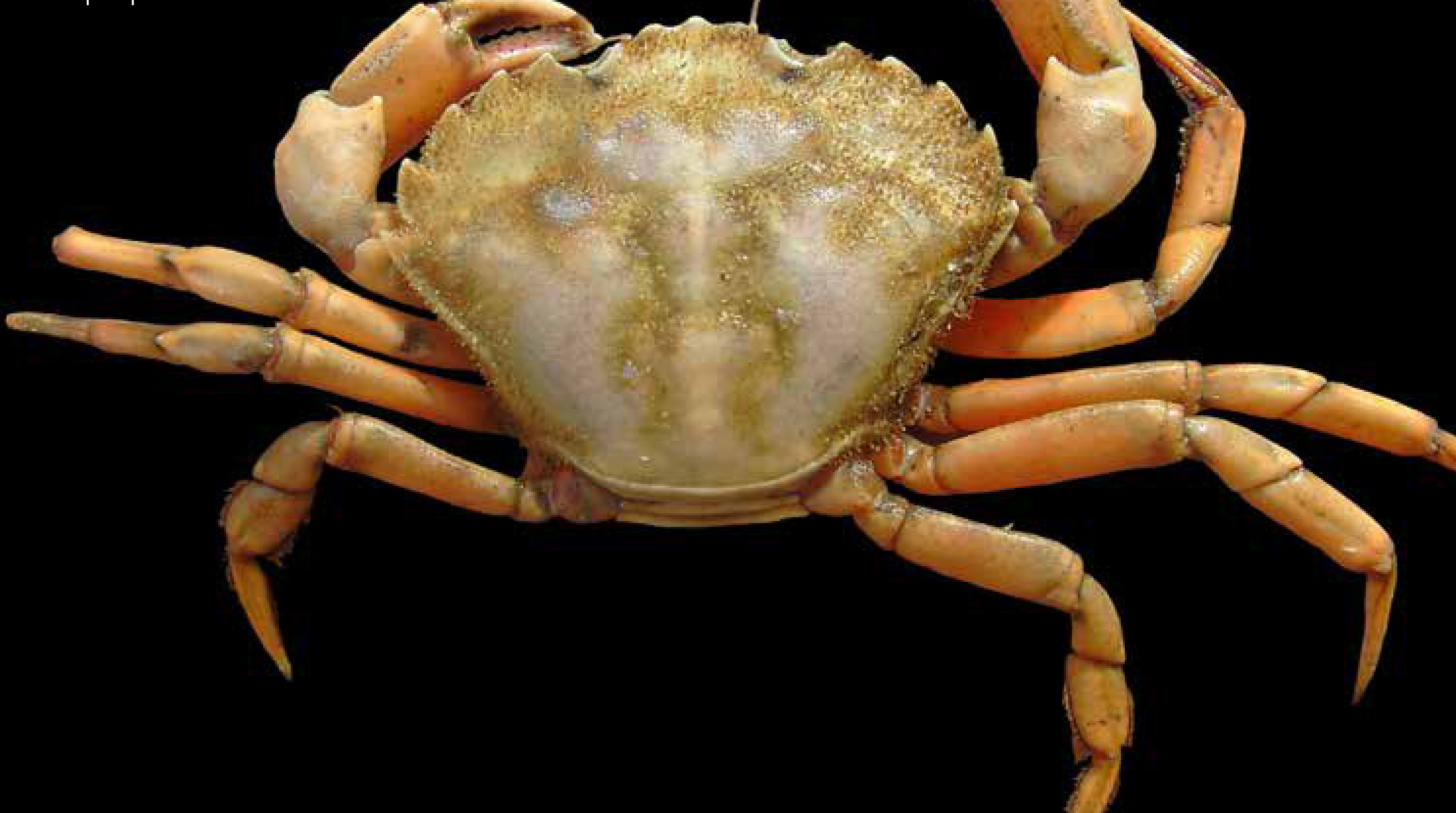 Mar que sobe abre caminho para espécies marinhas invasoras 1 Caranguejo-verde-europeu (Carcinus maenas) coletado na costa da Bélgica, no Mar do Norte. A espécie também está entre as invasoras modeladas pelos pesquisadores.