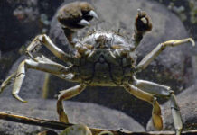 Mar que sobe abre caminho para espécies marinhas invasoras Caranguejo-peludo-chinês com as pinças erguidas sobre o fundo de pedras