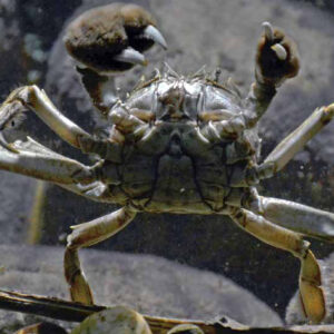 Mar que sobe abre caminho para espécies marinhas invasoras Caranguejo-peludo-chinês com as pinças erguidas sobre o fundo de pedras