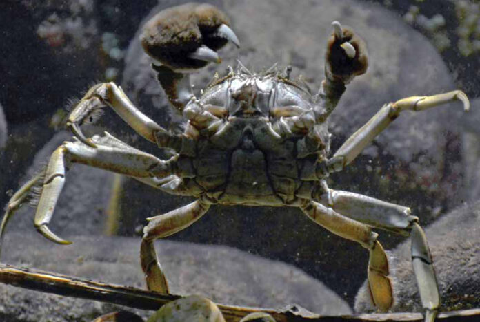 Mar que sobe abre caminho para espécies marinhas invasoras Caranguejo-peludo-chinês com as pinças erguidas sobre o fundo de pedras