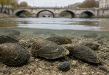 Três mexilhões raros reaparecem no Sena, no coração de Paris, e a água confirma melhora após décadas, na França