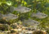 Peixes geneticamente iguais formaram grupos diferentes, e a surpresa apareceu com o passar das semanas