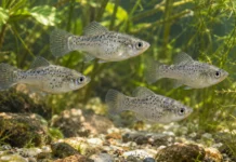 Peixes geneticamente iguais formaram grupos diferentes, e a surpresa apareceu com o passar das semanas