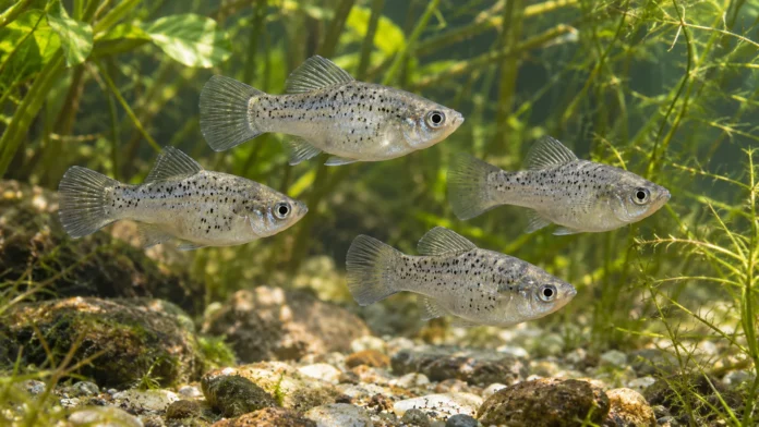 molinesias-poecilia-formosa-cardume