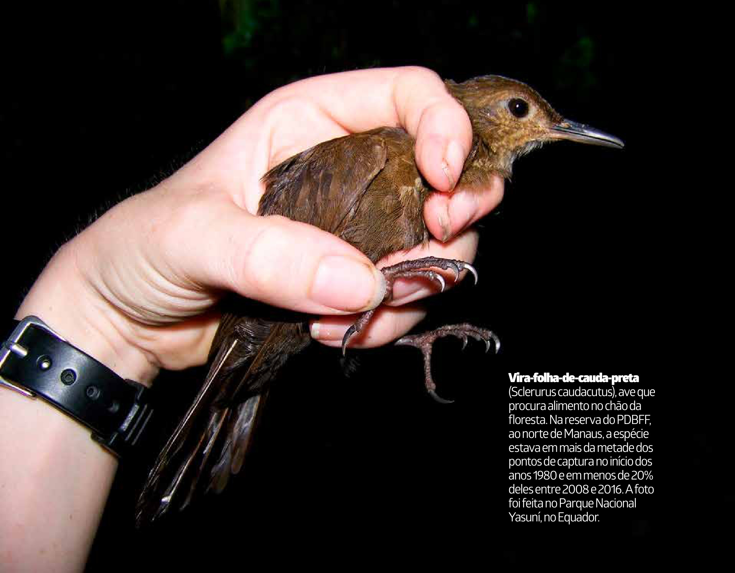 Mudanças rápidas de temperatura embaralham espécies em terra, rios e mar 4 Vira-folha-de-cauda-preta (Sclerurus caudacutus), ave que procura alimento no chão da floresta. Na reserva do PDBFF, ao norte de Manaus, a espécie estava em mais da metade dos pontos de captura no início dos anos 1980 e em menos de 20% deles entre 2008 e 2016. A foto foi feita no Parque Nacional Yasuní, no Equador.