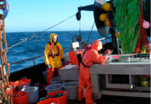 Mudanças rápidas de temperatura embaralham espécies em terra, rios e mar Pesquisadoras de roupa impermeável registram a captura de peixes no convés de um barco de pesquisa da NOAA em alto-mar