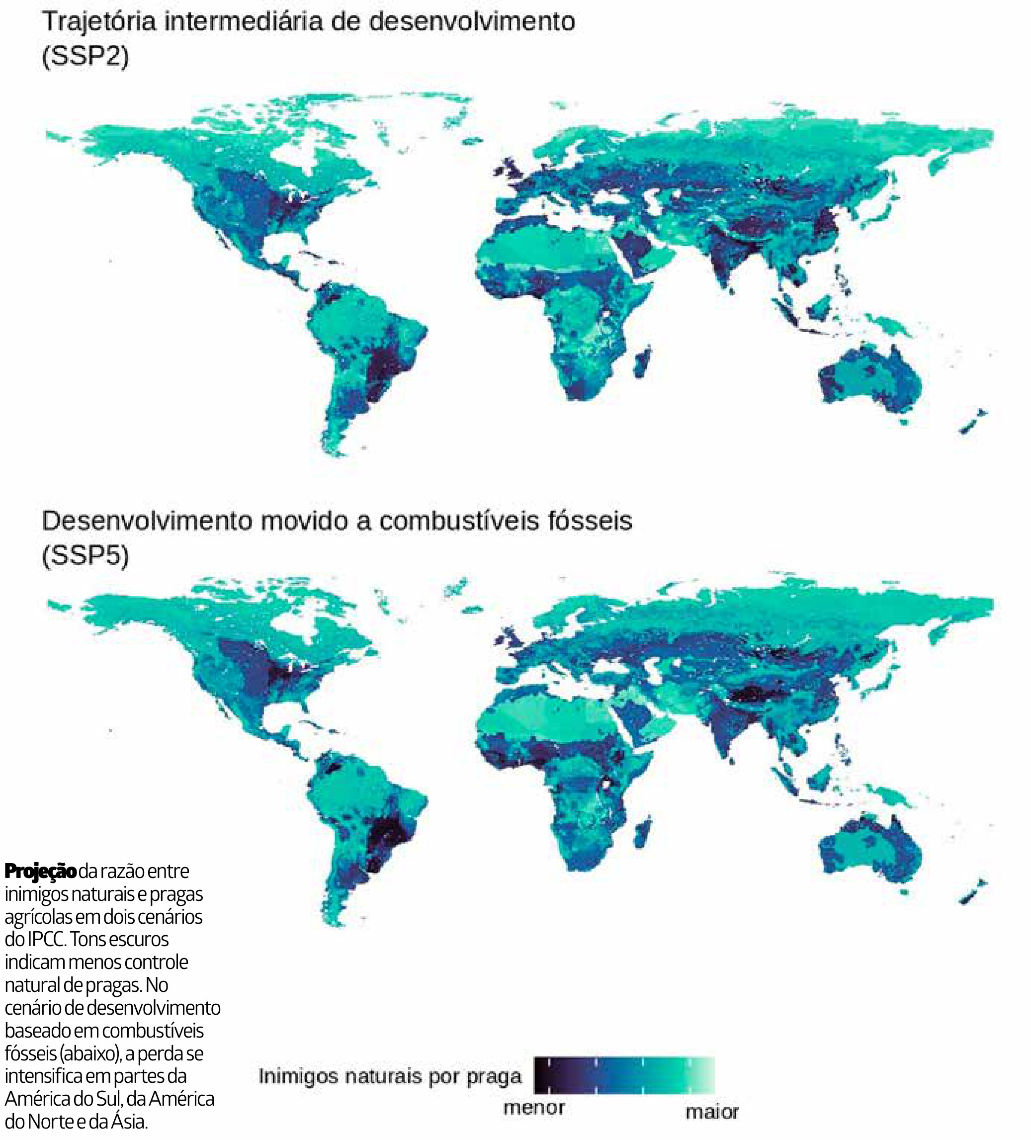 Projeção da razão entre inimigos naturais e pragas agrícolas em dois cenários do IPCC. Tons escuros indicam menos controle natural de pragas. No cenário de desenvolvimento baseado em combustíveis fósseis (abaixo), a perda se intensifica em partes da América do Sul, da América do Norte e da Ásia.